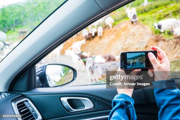 person photographing herd of goats from car - cattle call stock pictures, royalty-free photos & images