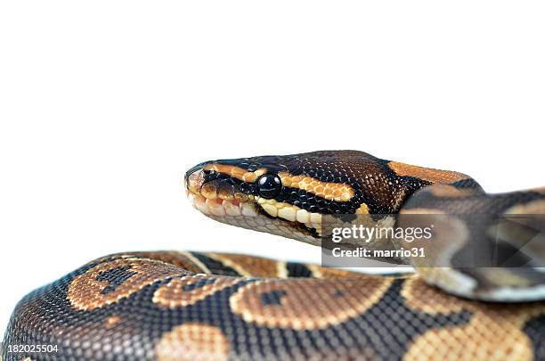 royal python - morelia stock pictures, royalty-free photos & images