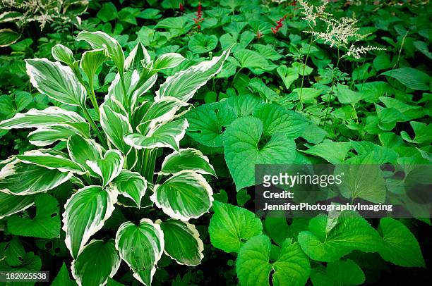 shade garden - hosta stock pictures, royalty-free photos & images