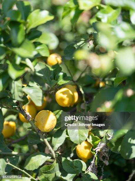 lemons on tree at sunny day - lemon tree stockfoto's en -beelden