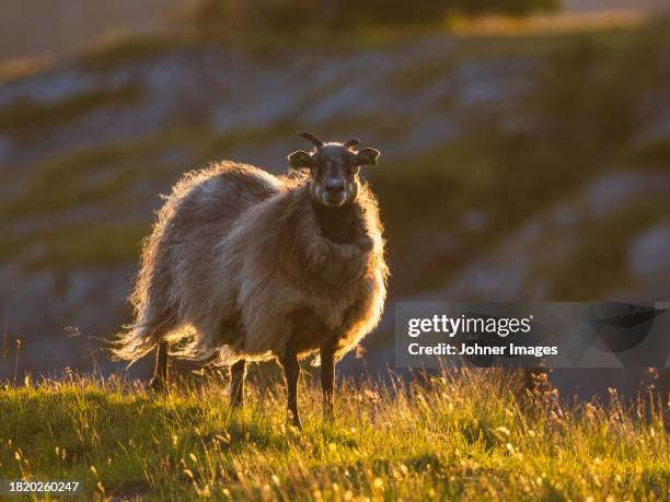 view of sheep standing on meadow - cow and sheep stock pictures, royalty-free photos & images