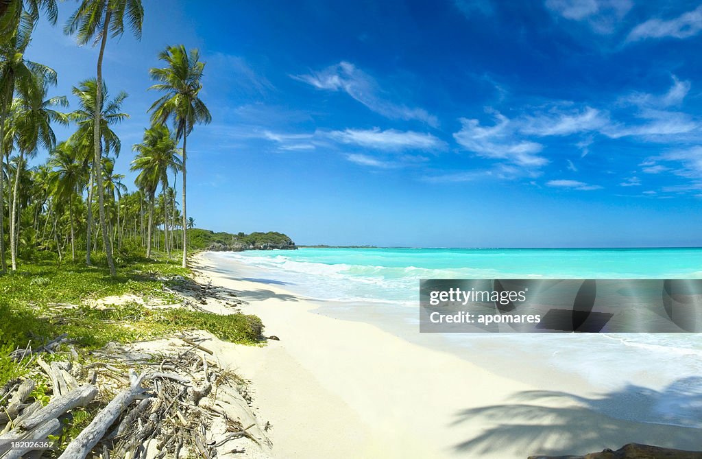 Relaxing tropical Caribbean white sand turquoise island beach palm tree