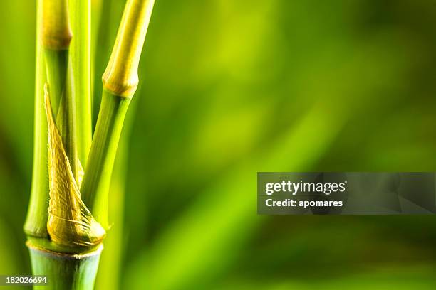 bambus-blätter auf natürlichen hintergrund - bambusblatt stock-fotos und bilder