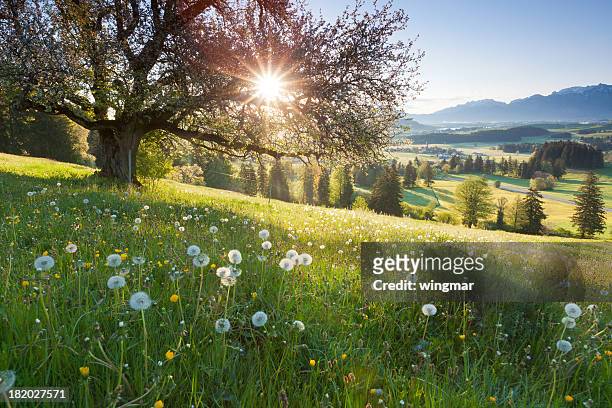 backlight view through apple tree, summer meadow in bavaria, germany - landschap natuur stockfoto's en -beelden