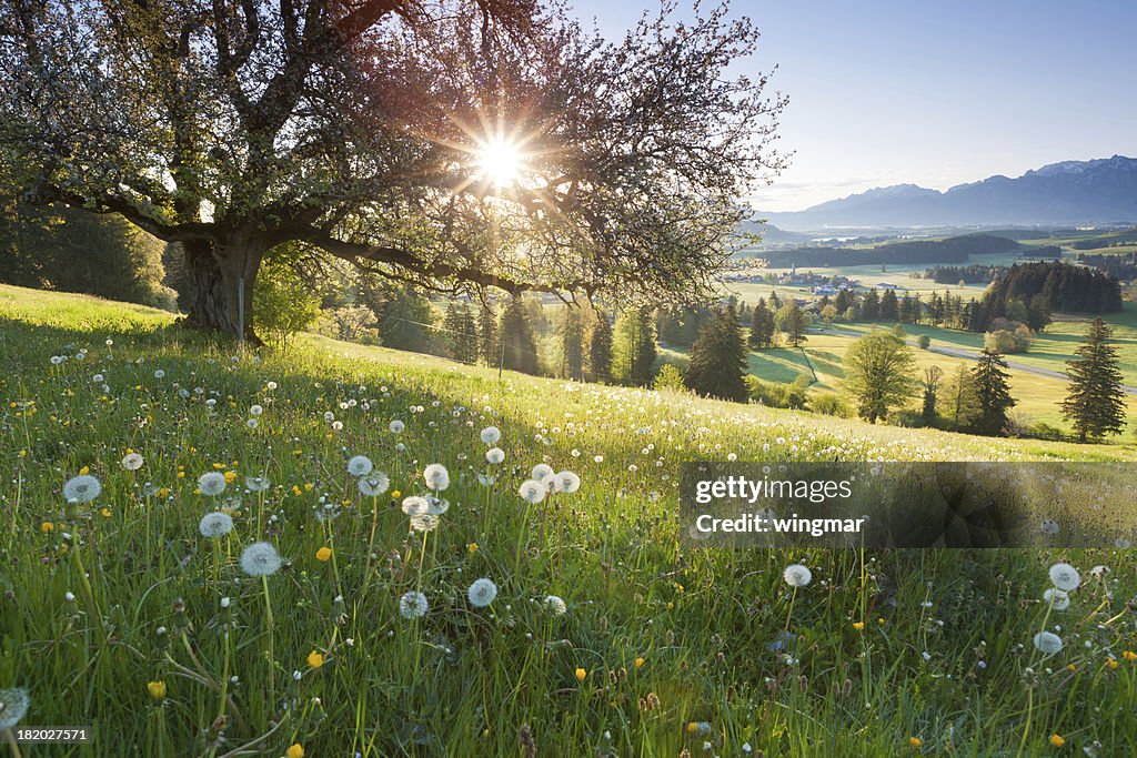 Backlight view through apple tree, summer meadow in bavaria, germany