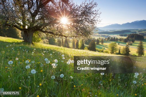 Backlight view through apple tree, summer meadow in bavaria, germany Backlight view through apple tree, summer meadow in bavaria, germany