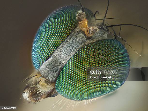 long legged fly - wissenschaftliche mikroskopische aufnahme stock-fotos und bilder