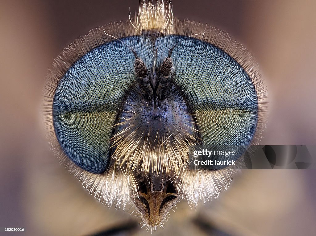 Soldier Fly (Stratiomyidae)