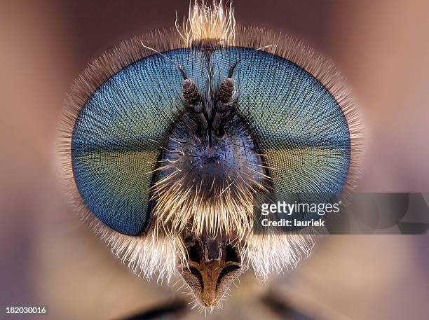 cantharis fly (stratiomyidae) - insect imagens e fotografias de stock