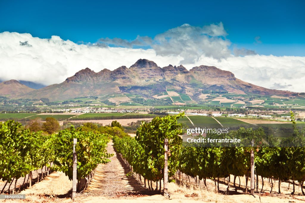 Stellenbosch vineyards