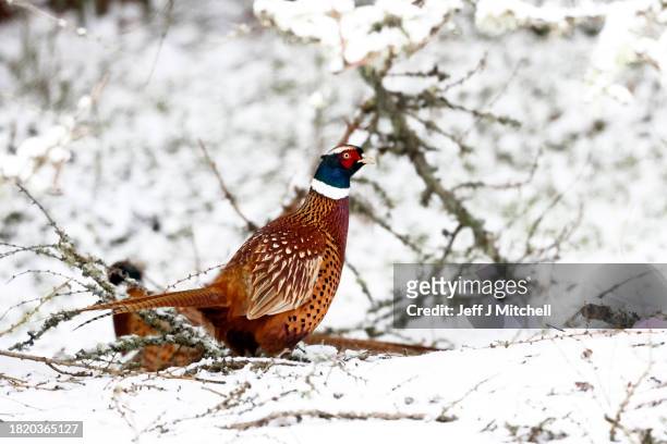Pheasant is seen on the A939 between Corgarff and the Lecht on November 29, 2023 in Lecht Scotland. On Tuesday, the Met Office issued a warning for...