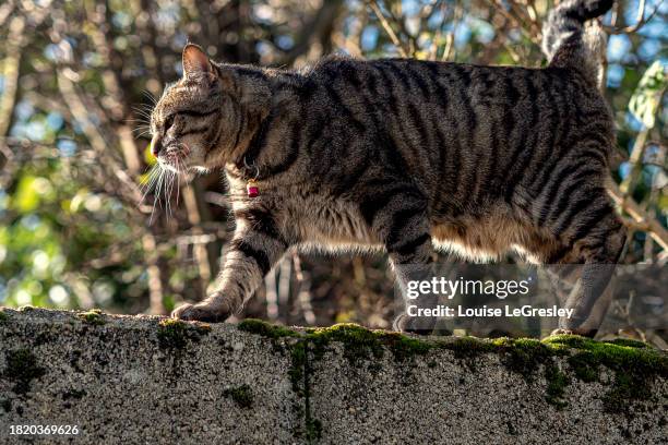 beautiful tabby cat walking along a stone wall - cat walking stock pictures, royalty-free photos & images