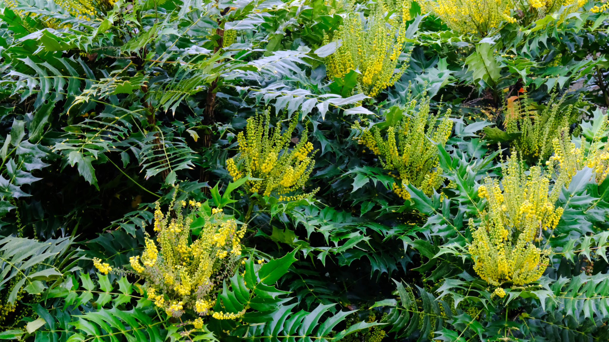 mimosa hostilis plant