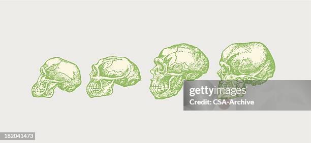 bildbanksillustrationer, clip art samt tecknat material och ikoner med four human skulls progressively growing larger - människoskalle