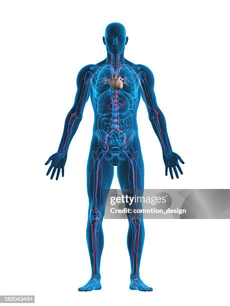 menschliches herz und kreislauf-system - biomedizinische illustration stock-fotos und bilder