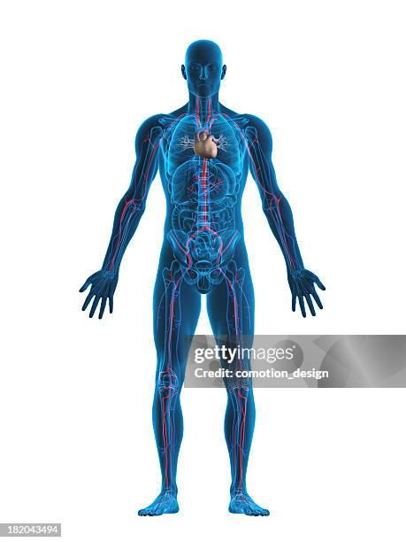 fotos e imágenes de Cuerpo Humano - Getty Images fotos e imágenes de Cuerpo Humano - Getty Images