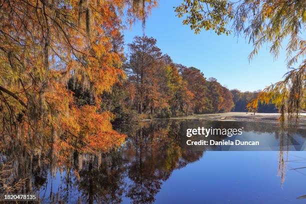 fall in the lowcountry. - south carolina stock-fotos und bilder