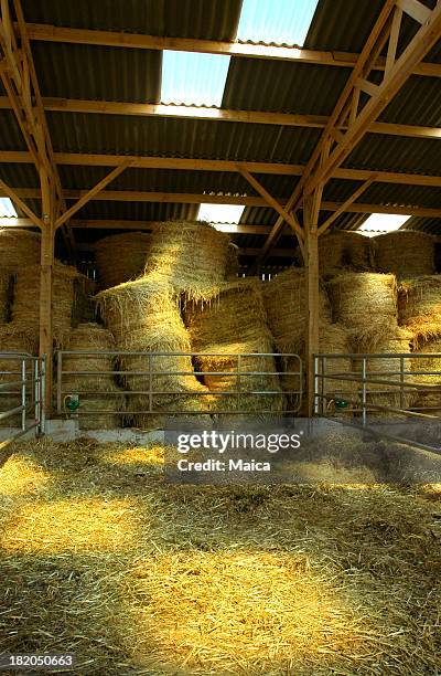 estável - palha imagens e fotografias de stock