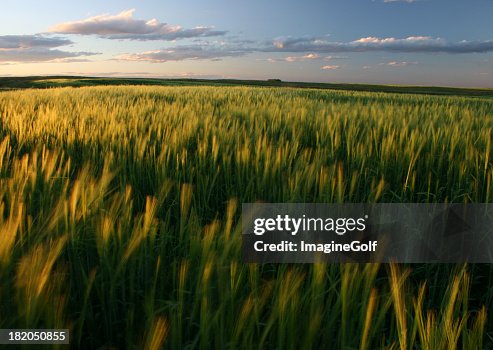 Ripening Green Wheat Field on the Great Plains Ripening Green Wheat Field on the Great Plains