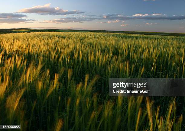 ripening green wheat field on the great plains - volkoren stockfoto's en -beelden