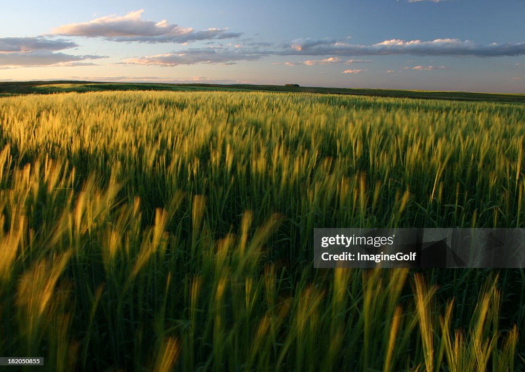 Ripening Green Wheat Field on the Great Plains