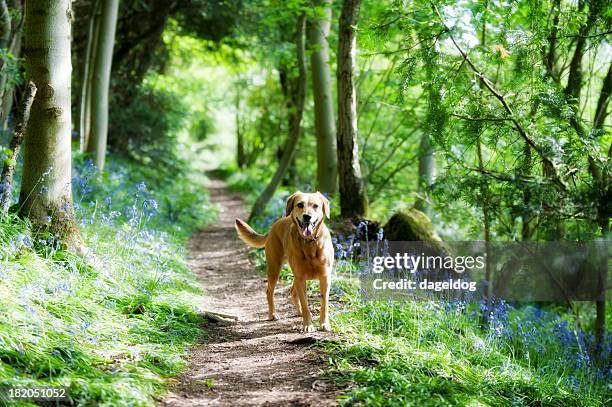 path through the bluebells - dog springtime stock pictures, royalty-free photos & images