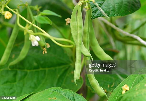 green beans - bean stockfoto's en -beelden