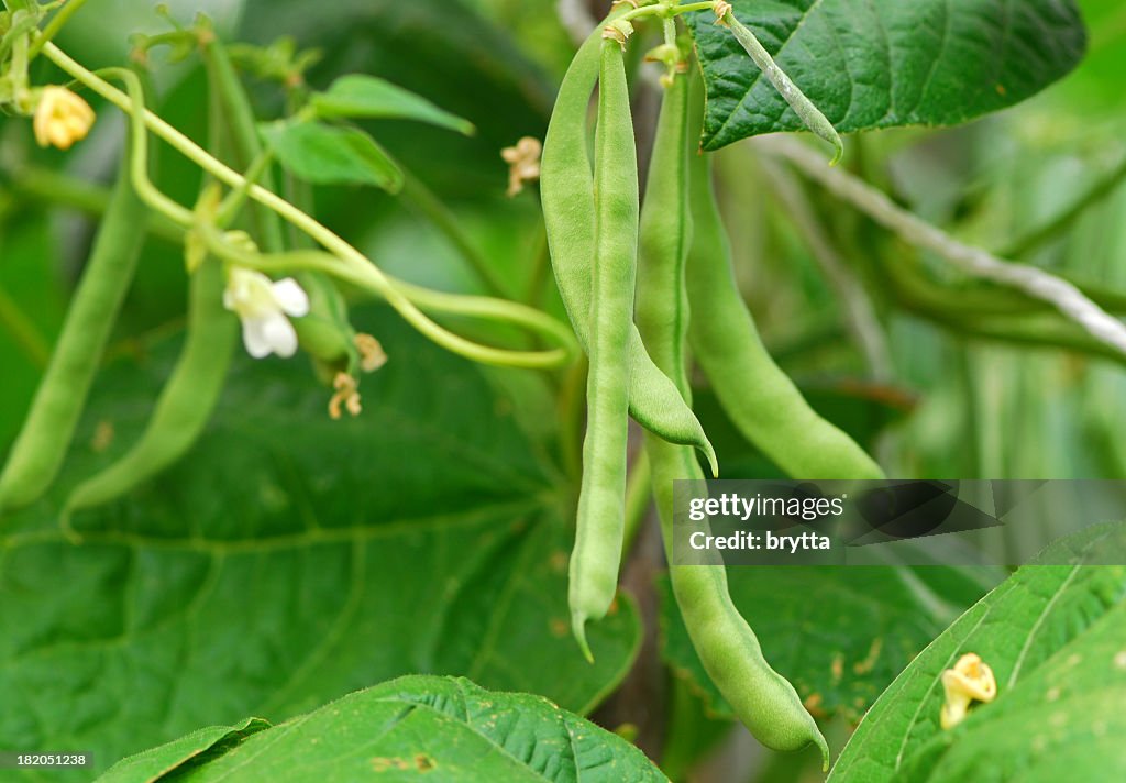 Green beans