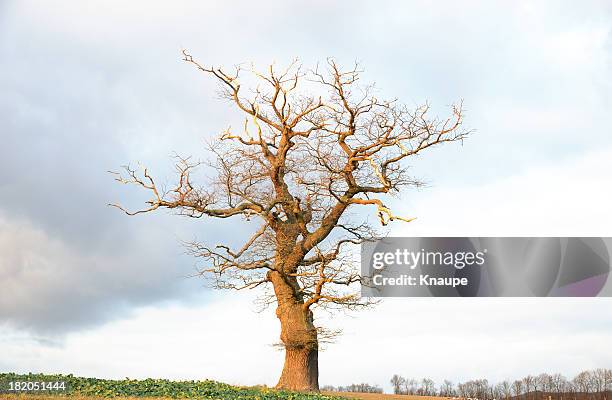 single old bare oak tree in late afternoon sun - bare tree stock pictures, royalty-free photos & images