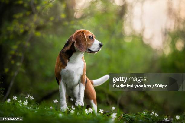 close-up of beagle looking away while standing on field,poland - hound ストックフォトと画像