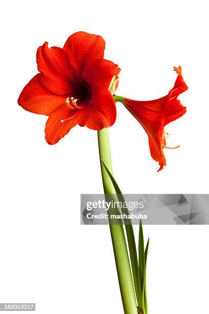 amaryllis. - amaryllis stock pictures, royalty-free photos & images