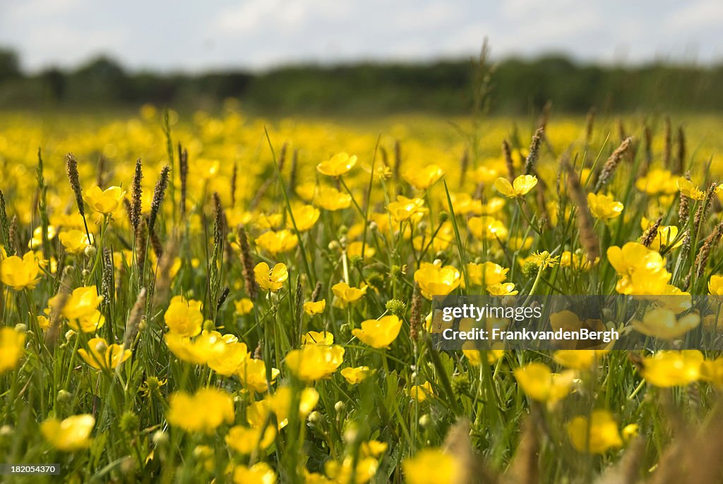 Buttercups