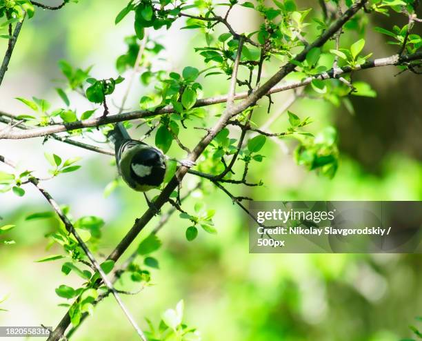 low angle view of fruit growing on tree,almaty,kazakhstan - almaty stock pictures, royalty-free photos & images
