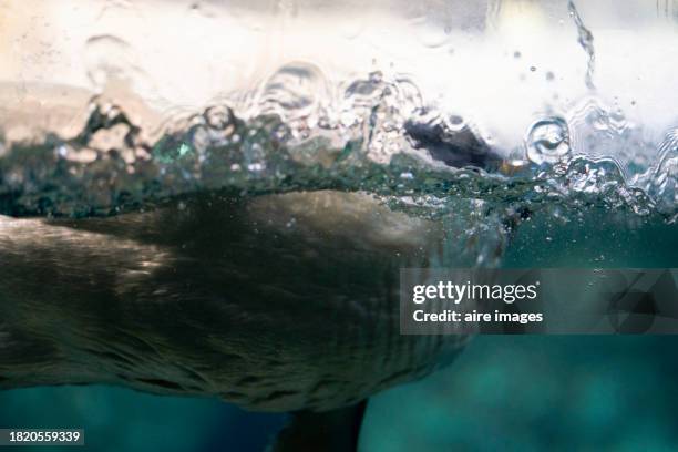 rear view of a penguin swimming under the water of an aquarium moving its legs in reflection. - madrid zoo aquarium stock pictures, royalty-free photos & images