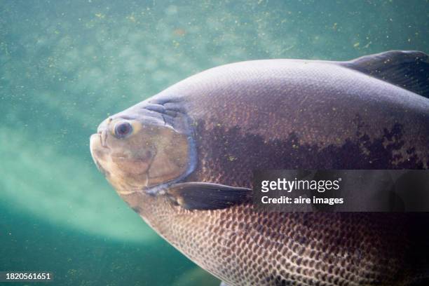 side view of a piranha swimming calmly underwater in an aquarium looking at the camera - madrid zoo aquarium stock pictures, royalty-free photos & images