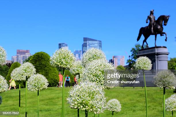boston: downtown - boston massachusetts summer stock pictures, royalty-free photos & images