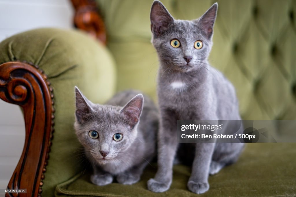 Two cats sitting on a sofa,Australia