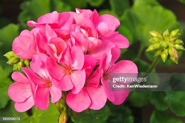 hot pink geranium - new england conservatory stock pictures, royalty-free photos & images