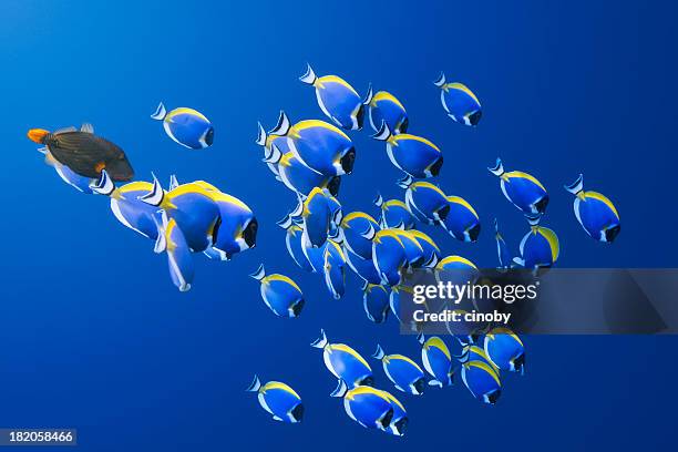 pesce chirurgo a strisce blu shoal - pesce chirurgo foto e immagini stock