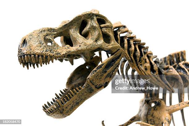 tyrannosaurus rex skelett - t rex stock-fotos und bilder