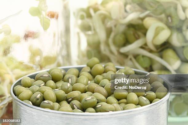 mung bean seeds and sprouting jars - mung bean stock pictures, royalty-free photos & images