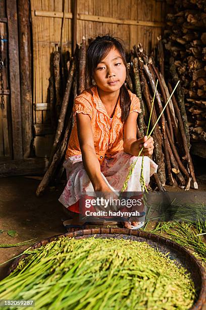 young girl from the lantan hill tribe harvesting a rice - akha stock pictures, royalty-free photos & images