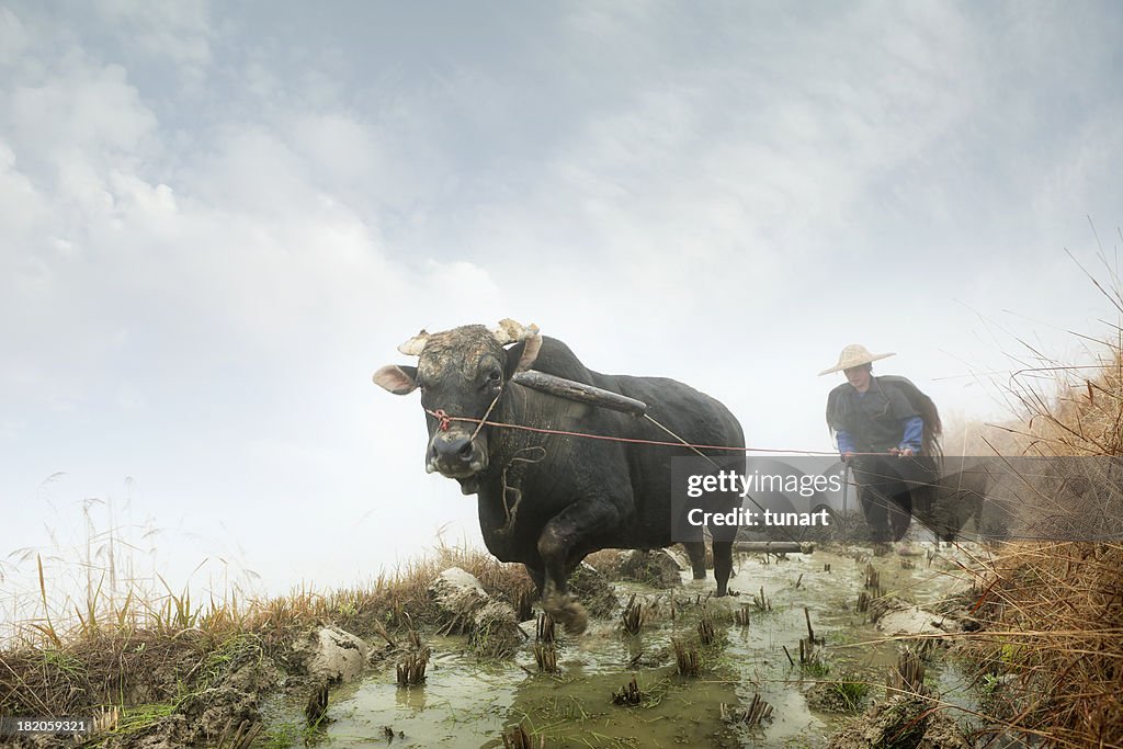 Chinese Farmer, Pingan, China