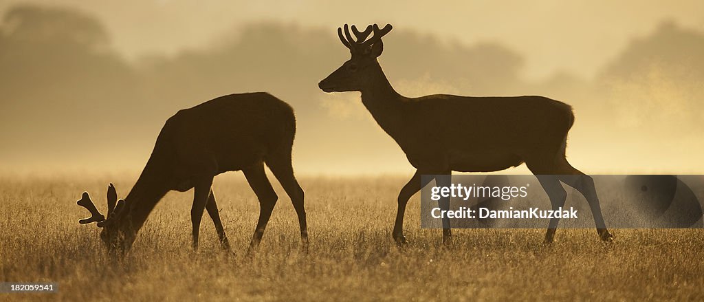 Red Deer (Cervus elaphus)