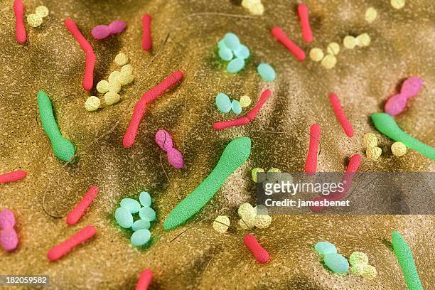 bacterias intestinales (3d - estafilococo fotografías e imágenes de stock