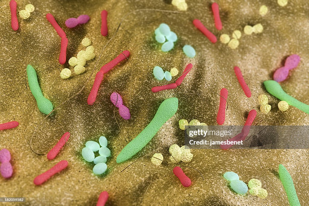 Gut Bacteria (3D)