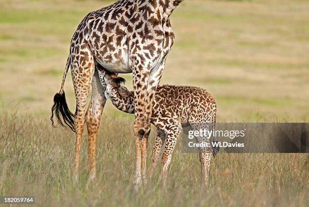 baby giraffe feeding - suckling stock pictures, royalty-free photos & images