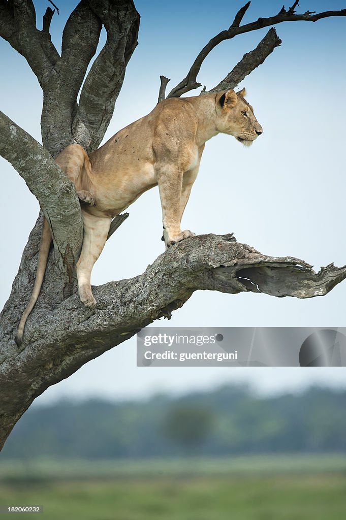 Lioness sitting in an Acacia tree, Masai Mara, Kenya