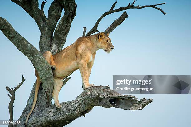 lioness sitting in an acacia tree, masai mara, kenya - lioness stock pictures, royalty-free photos & images