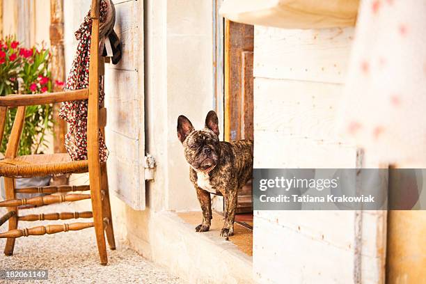 buldogue francês em frança - bulldog frances imagens e fotografias de stock